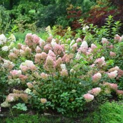 Vanilla Strawberry™ Hydrangea Shrub -Brighterblooms Shop Vanilla Strawberry Hydrangea 2 BB