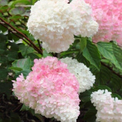 Vanilla Strawberry™ Hydrangea Shrub -Brighterblooms Shop Vanilla Strawberry Hydrangea 3 BB
