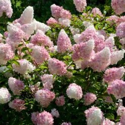 Vanilla Strawberry™ Hydrangea Shrub