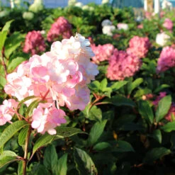 Vanilla Strawberry™ Hydrangea Tree 8 Vanilla Strawberry™ Hydrangea Tree -Brighterblooms Shop Vanilla Strawberry Hydrangea Tree 2 BB