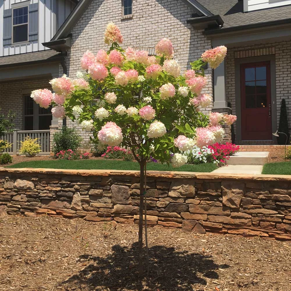 Vanilla Strawberry™ Hydrangea Tree 4 Vanilla Strawberry™ Hydrangea Tree - Image 2
