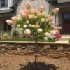 Vanilla Strawberry™ Hydrangea Tree -Brighterblooms Shop Vanilla Strawberry Hydrangea Tree BB 600x600 d9774181 d500 445f 99f7 766736cb780d