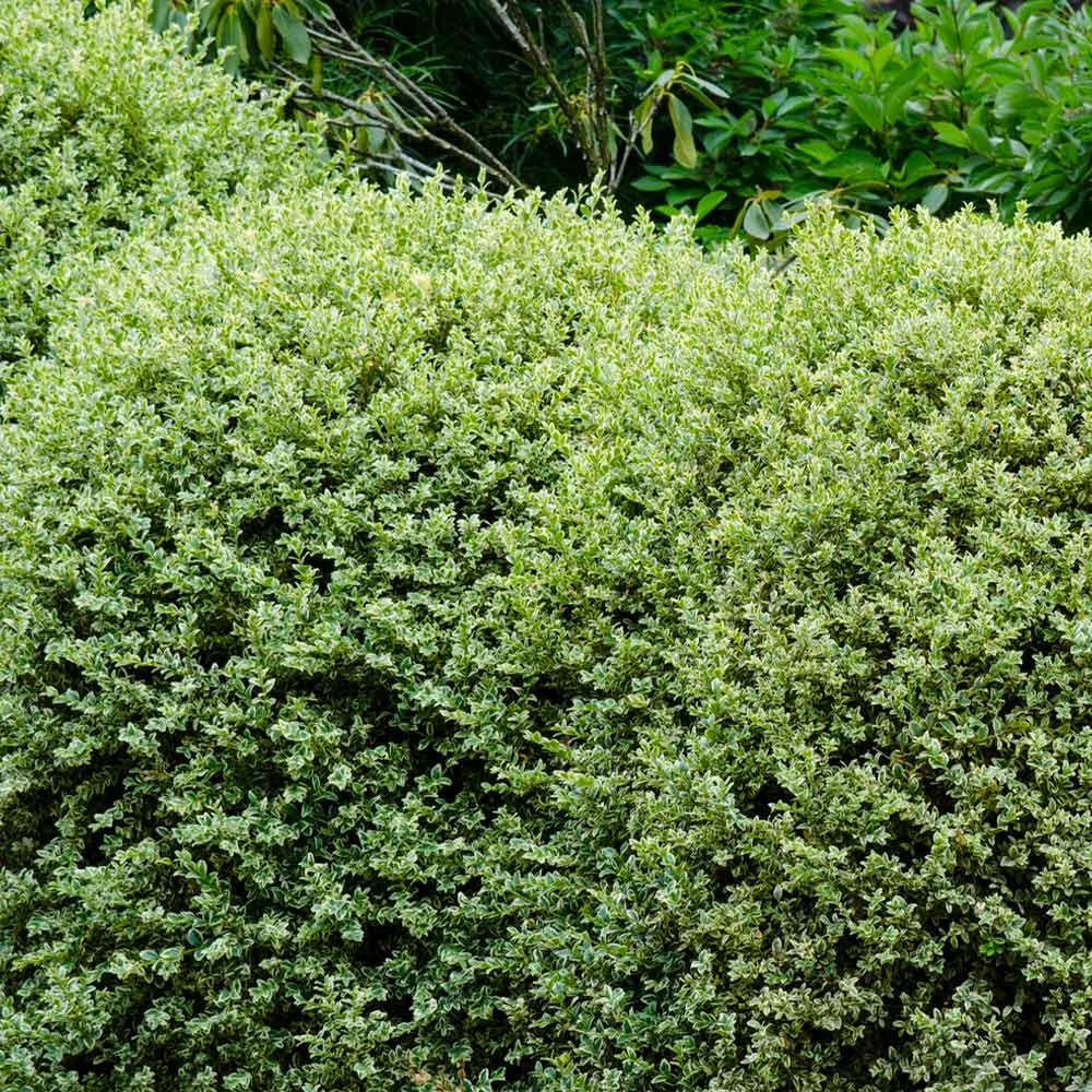 Variegated Boxwood Shrub 6 Variegated Boxwood Shrub - Image 4