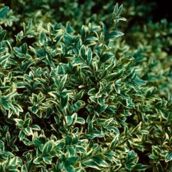 Variegated Boxwood Shrub 8 Variegated Boxwood Shrub -Brighterblooms Shop Variegated Boxwood 3 BB