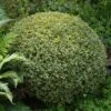 Variegated Boxwood Shrub -Brighterblooms Shop Variegated Boxwood BB 600x600 8dc5bde4 48b4 45c6 a87f 655e782edae5