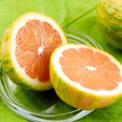 Pink Variegated Eureka Lemon Tree -Brighterblooms Shop Variegated Pink Eureka 7 BB