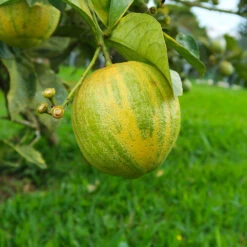Pink Variegated Eureka Lemon Bush -Brighterblooms Shop Variegated Pink Eureka Tree 7 BB