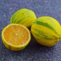 Pink Variegated Eureka Lemon Bush -Brighterblooms Shop Variegated Pink Eureka Tree 8 BB