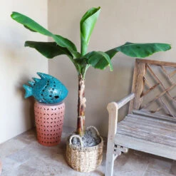 Veranda Banana Tree -Brighterblooms Shop Veranda Banana 3