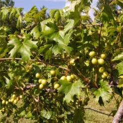 Wine Lover's Kit -Brighterblooms Shop WIne Lovers Kit 2