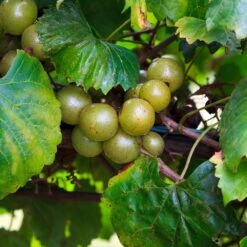 Wine Lover's Kit -Brighterblooms Shop WIne Lovers Kit 3