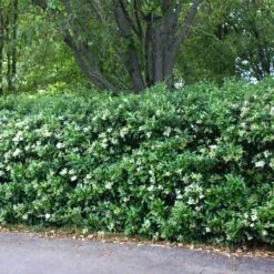Waxleaf Privet Hedge -Brighterblooms Shop Wax Leaf Privet 2 BB