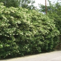 Waxleaf Privet Hedge -Brighterblooms Shop Wax Leaf Privet 3 BB