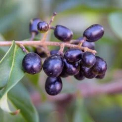 Waxleaf Privet Hedge -Brighterblooms Shop Wax Leaf Privet 5 BB