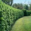 Waxleaf Privet Hedge -Brighterblooms Shop Wax Leaf Privet BB 600x600 dd2dd856 1412 44c1 b6a8 f768573d1edd