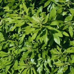 Wax Myrtle Shrub -Brighterblooms Shop Wax Myrtle 2 FGT