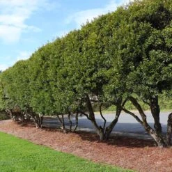 Wax Myrtle Shrub -Brighterblooms Shop Wax Myrtle 4 FGT