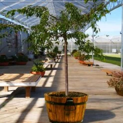 Weeping Extraordinaire™ Cherry Tree 8 Weeping Extraordinaire™ Cherry Tree -Brighterblooms Shop Weeping Extraordinaire Cherry 1