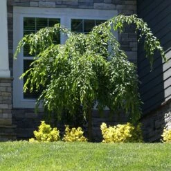Weeping Extraordinaire™ Cherry Tree 9 Weeping Extraordinaire™ Cherry Tree -Brighterblooms Shop Weeping Extraordinaire Cherry 4