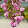 Weeping Extraordinaire™ Cherry Tree -Brighterblooms Shop Weeping Extraordinaire Cherry BB 600x600 a3cbb36c 0401 4e83 b07d 1c0829dbde0d