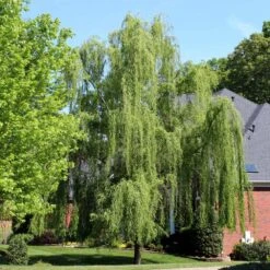 Weeping Willow Tree -Brighterblooms Shop Weeping Willow 3 BB
