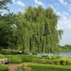 Weeping Willow Tree -Brighterblooms Shop Weeping Willow BB 600x600 0eb9f0f8 f6f7 41b8 b32b 9dc8bffc6e5c