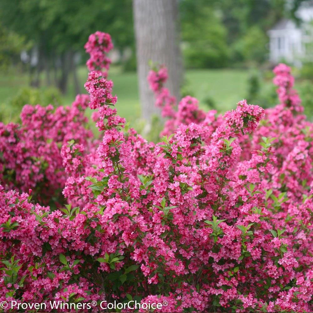 Sonic Bloom® Weigela Shrub 5 Sonic Bloom® Weigela Shrub - Image 3