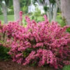 Sonic Bloom® Weigela Shrub 1 Sonic Bloom® Weigela Shrub -Brighterblooms Shop Weigela Sonic Bloom Pink BB 600x600 8255e385 5866 4626 ba11 2e71a4f3c914