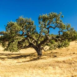 West Coast Live Oak Tree -Brighterblooms Shop West Coast Live Oak 2