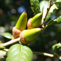 West Coast Live Oak Tree -Brighterblooms Shop West Coast Live Oak 3