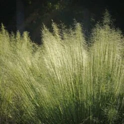 White Cloud Muhly Grass -Brighterblooms Shop White Cloud Muhly Grass 2 BB