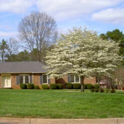 White Dogwood Tree 14 White Dogwood Tree -Brighterblooms Shop White Dogwood 11 BB