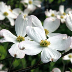 White Dogwood Tree 11 White Dogwood Tree -Brighterblooms Shop White Dogwood 20 BB