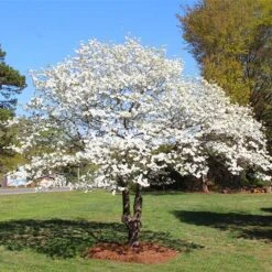 White Dogwood Tree 13 White Dogwood Tree -Brighterblooms Shop White Dogwood 3 BB