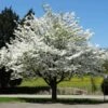 White Dogwood Tree -Brighterblooms Shop White Dogwood BB 600x600 a26129a7 7656 4487 a71c 3ac5ebfa3a31
