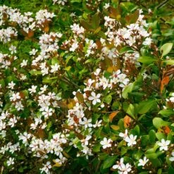 Snow White Indian Hawthorn Shrub 7 Snow White Indian Hawthorn Shrub -Brighterblooms Shop White Indian Hawthorn 1