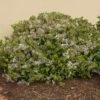 Snow White Indian Hawthorn Shrub -Brighterblooms Shop White Indian Hawthorn BB 600x600 d2ee0f41 ff23 40c2 8ac9 d8eceb2163cc