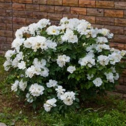 White Knock Out® Rose -Brighterblooms Shop White Knockout Rose 4