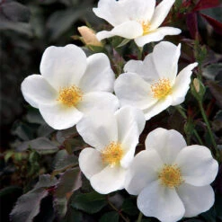 White Knock Out® Rose