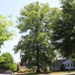 White Oak Tree -Brighterblooms Shop White Oak 11