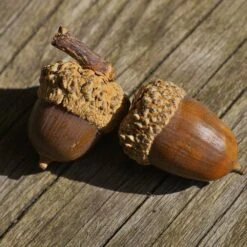 White Oak Tree -Brighterblooms Shop White Oak 3 BB