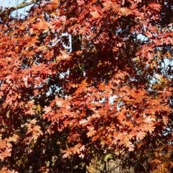 White Oak Tree -Brighterblooms Shop White Oak 5 BB