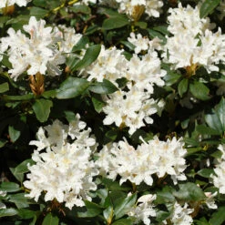 White Rhododendron Shrub -Brighterblooms Shop White Rhododendron 2 FGT