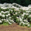 White Rhododendron Shrub 1 White Rhododendron Shrub -Brighterblooms Shop White Rhododendron BB 600x600 3c123a0c dc82 4cc3 ab5f fc921bdbcdee