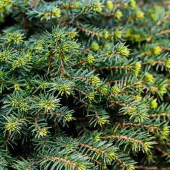 White Spruce Tree -Brighterblooms Shop White Spruce Tree 3 BB