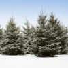 White Spruce Tree -Brighterblooms Shop White Spruce Tree 600x600 f1197077 9142 4a0b ac8d f73c3407f36a