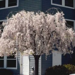 White Weeping Cherry Tree -Brighterblooms Shop White Weeping Cherry 6