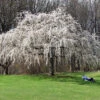 White Weeping Cherry Tree