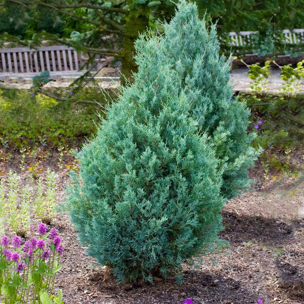 Wichita Blue Juniper Tree 7 Wichita Blue Juniper Tree - Image 5