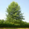 Willow Oak Tree 1 Willow Oak Tree -Brighterblooms Shop Willow Oak BB 600x600 79976757 ffbc 4918 af08 e7350cca053c